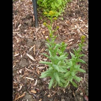 Pastel, Isatis tincoria (1)